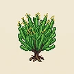Planta