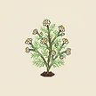 Planta