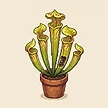 Planta