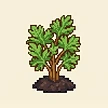 Planta