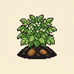 Planta