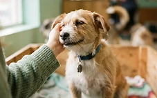 Animal Welfare & Rescue