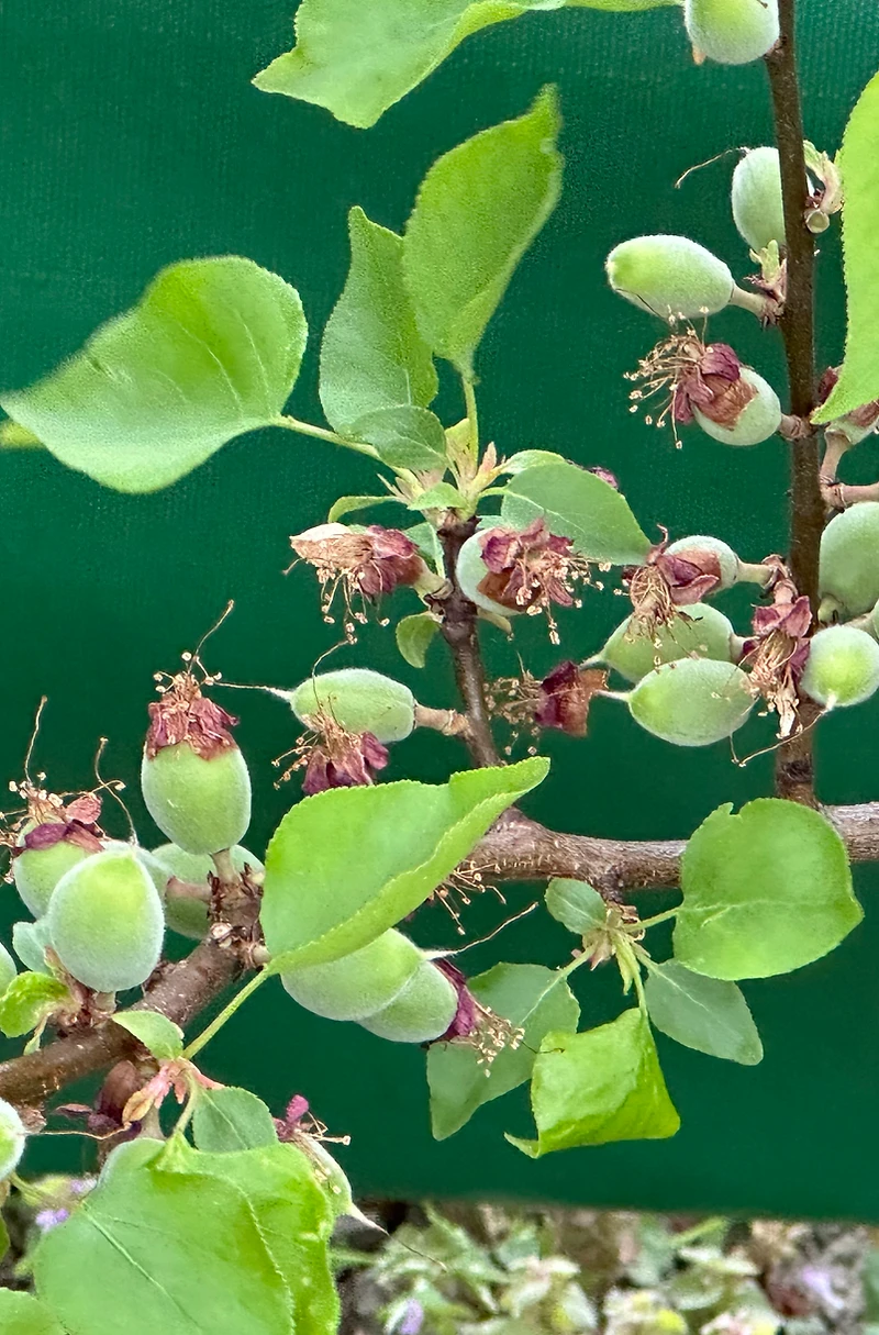 Jeunes abricots sur la branche, derrière une gaine Pulze Air