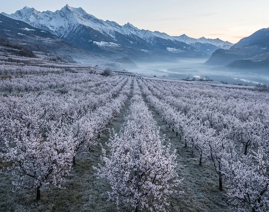 Verger d'abricotiers du Valais givré à l'aube