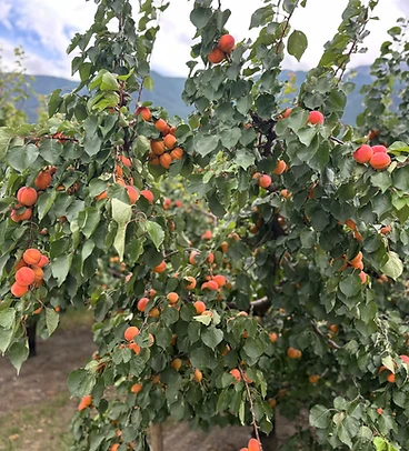 Abricotiers chargés de fruits après la protection Pulze Air