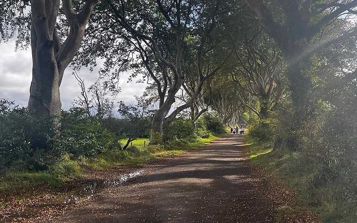 The Dark Hedges photo 1
