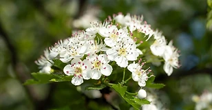 Hawthorn