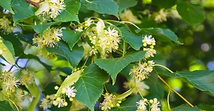 Silver linden
