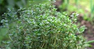 Thyme