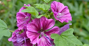 Mallow