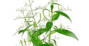 Andrographis