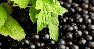 Blackcurrant