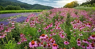 Purple coneflower