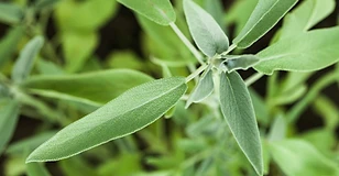 Common sage