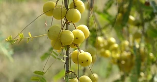 Amla / Amalaki