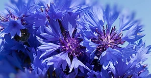 Cornflower
