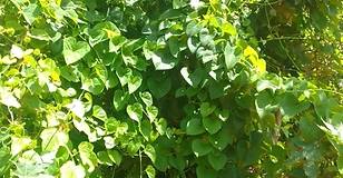 Coleus