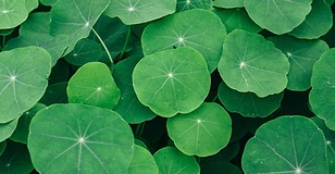 Centella