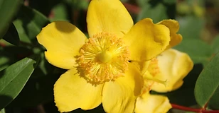 St. John's wort