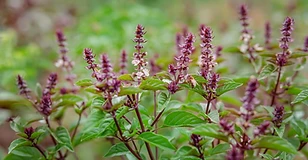 Basilic sacré / Tulsi
