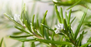 Rosemary