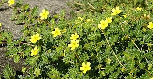 Tribulus