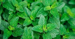 Lemon balm