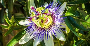 Passion flower
