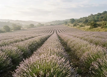 Rangées de lavande dans une culture française