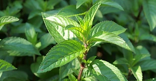 Peppermint