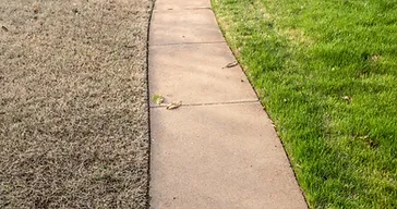 Concrete walkway separating dead brown grass from a healthy green lawn, illustrating the contrast before and after sod replacement