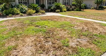 Southern Lowcountry residential lawn showing patchy dry brown spots mixed with green grass in the summer heat
