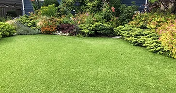 Healthy vibrant green lawn in front of a landscaped garden bed with mixed shrubs and perennials at a residential home