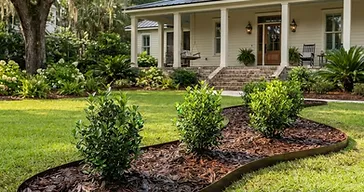 Newly installed landscape bed with curved metal edging, fresh mulch, and young shrubs in a Lowcountry front yard