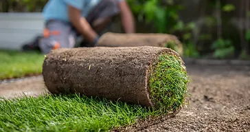 Fresh roll of sod ready to be laid on prepared bare soil during a residential lawn replacement