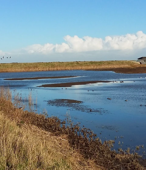 Nature reserve wetland with a birder watching from a bench beside a bird hide