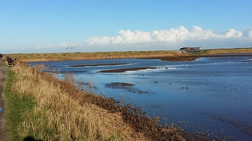 Nature reserve wetland with a birder watching from a bench beside a bird hide