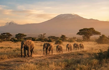 Essências da África Austral