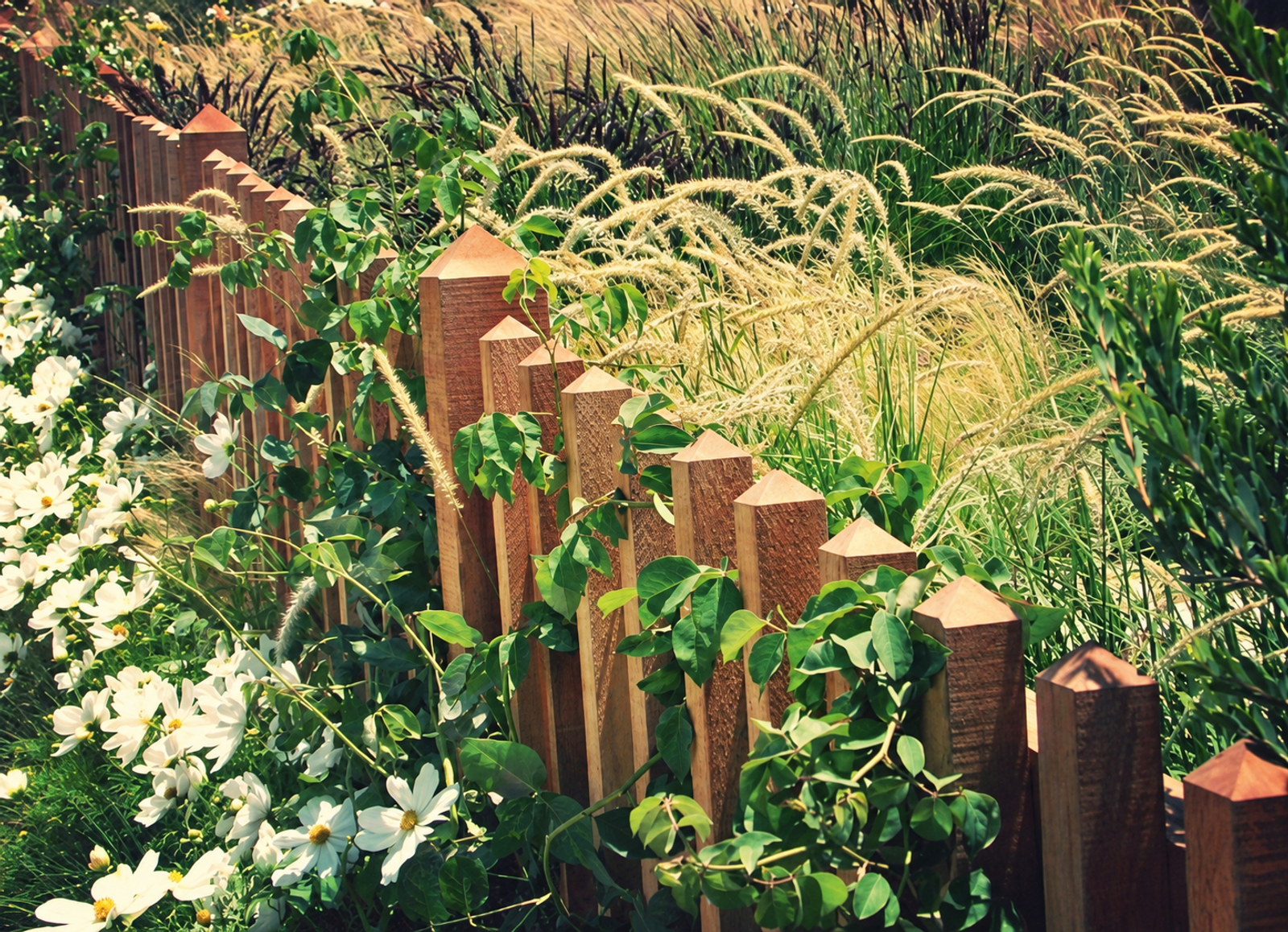 Sculptural timber fence softened by vines