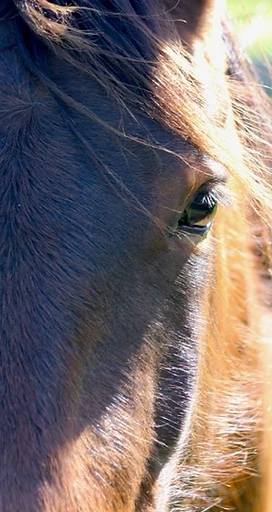 A close-up of a horse's face in warm afternoon light
