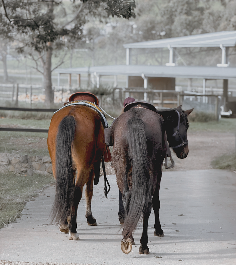 A person leading two saddled horses along a path at Wild Country