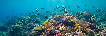 Watamu Bay (Marine Park)