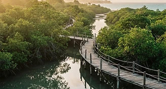 Mida Creek Boardwalk & Birdwatching