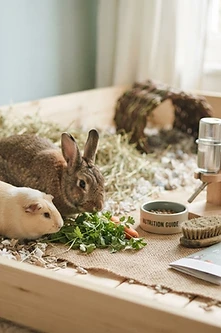 Rabbit and Guinea Pig Welfare