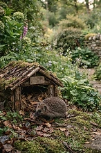 The Hedgehog Haven: Creating a Friendly Garden Sanctuary