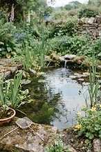 Small Garden Ponds: A British Basics Guide