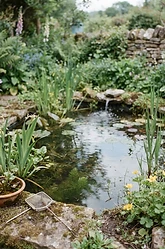 Small Garden Ponds: A British Basics Guide