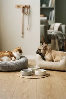 Introducing a Second Pet: A Step-by-Step Guide