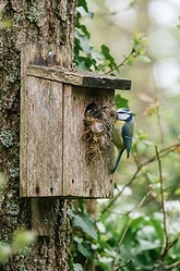 Spring Nesting: Helping UK Garden Birds