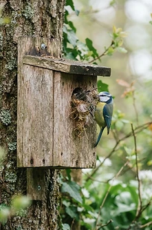 Spring Nesting: Helping UK Garden Birds